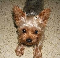 cute puppy cute puppy