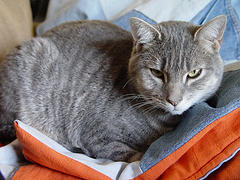 jean blanket with cat