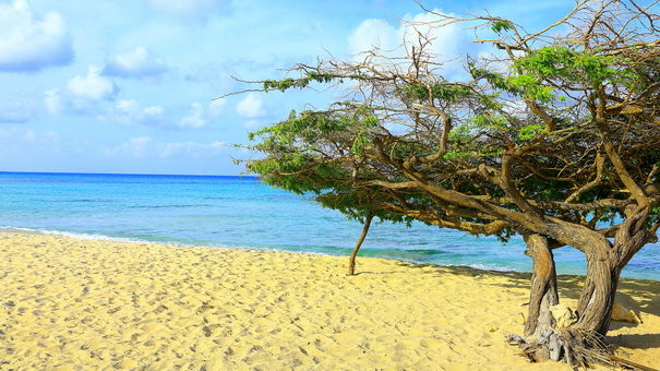 divi_tree_arashi_beach_in_aruba_caribbean_sea.jpg