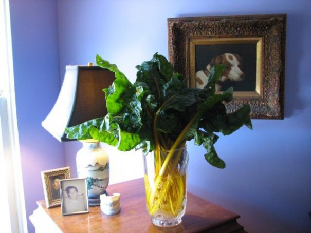Chard in a vase