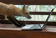 fox blogger