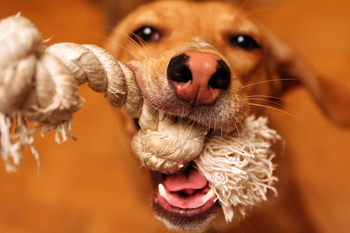 10 Diy Dog Toys You Can Make For Pennies