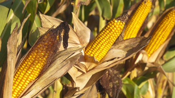 6 Money Lessons I Learned Working as a Corn Detasseler