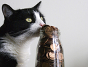 kitty coin jar