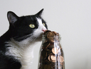 cat and coin jar
