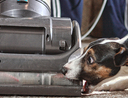 Dog vs vacuum