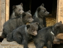 Bear cubs