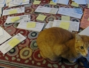 Cat with paperwork