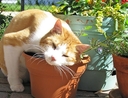 Cat with plants