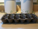 Seedlings in egg carton