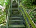Forest steps