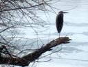 Heron on a branch over a frozen pond