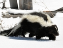 Skunk in the snow