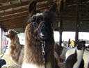 smug llama