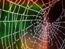 Spiderweb