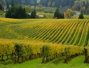 Vineyard, Willamette Valley, OR