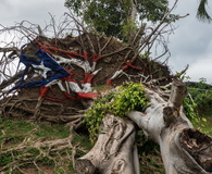 Fallen tree from Hurricane Maria in San Juan