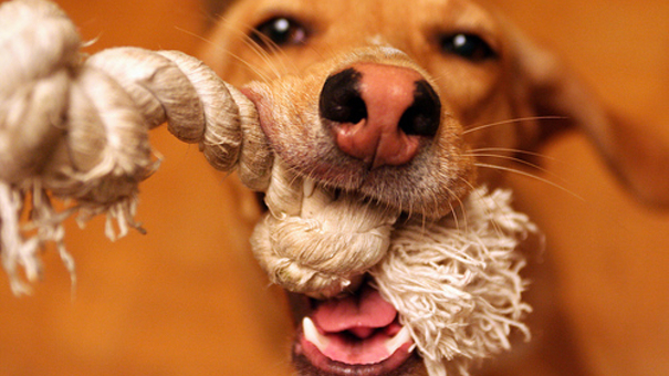 10 Diy Dog Toys You Can Make For Pennies