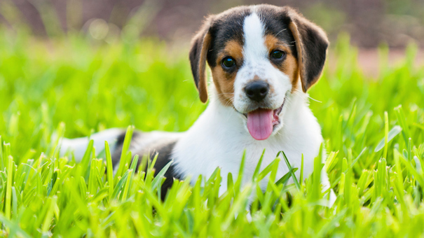 carolina dog - the natural runner dog breed guide