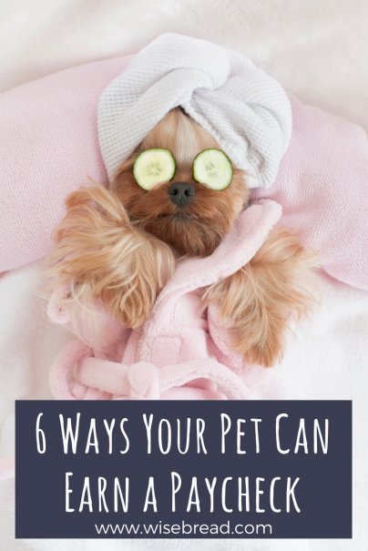 6 Ways Your Pet Can Earn a Paycheck