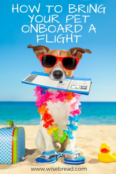 How to Bring Your Pet Onboard a Flight