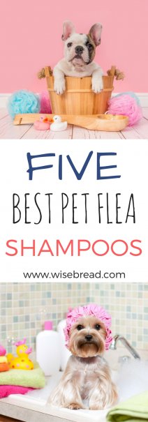 The 5 Best Pet Flea Shampoos