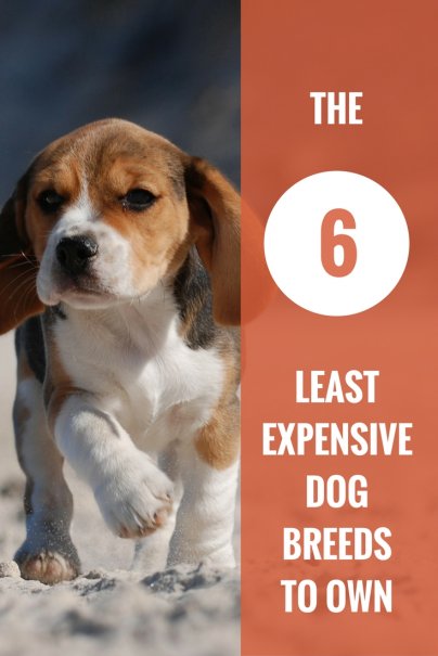 The 6 Least Expensive Dog Breeds to Own