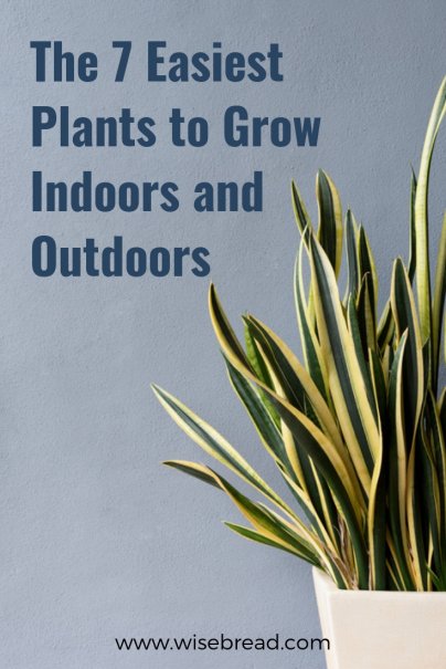 The 7 Easiest Plants to Grow Indoors and Outdoors