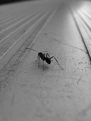 Hardworking Ant
