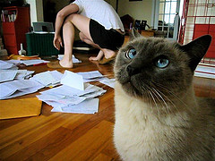 cat and taxes